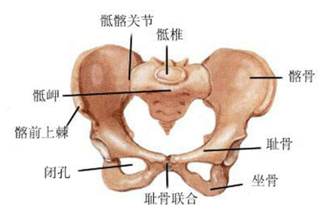 真翘臀or骨盆前倾？