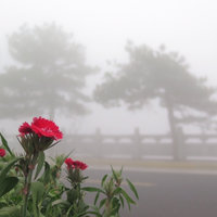 庐山印象 篇三：冬月，云雾弥漫上庐山