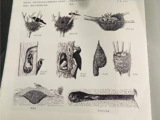 新买的工具书，中国森林鸟类