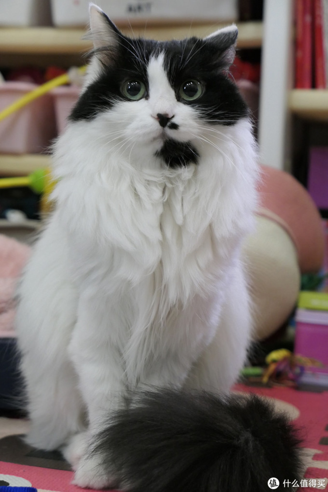 年度top10:值得买2019全网最火喵星人好文新鲜出炉,猫咪这么可爱难道