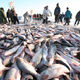 查干湖冬捕开始去年头鱼要99万，今年有望破百万吗？