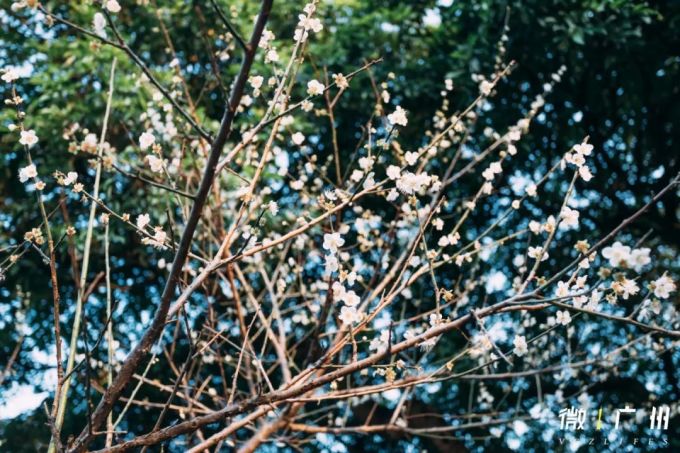 刚刚,广州“下雪”了!800000㎡一片雪白…