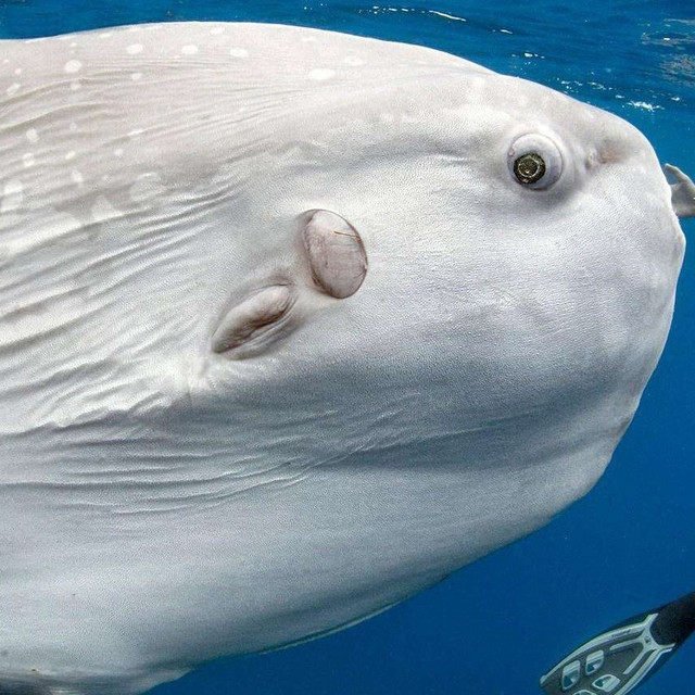 我不是翻车鱼----PDD瑞士莲翻车记~