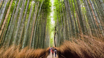 日本纪伊御朱印之旅 篇五：京都市内补全 岚山竹林探秘 