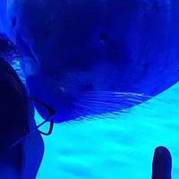 上海海昌水族馆游记~重点是最后跟网红海豹拍照的秘籍~
