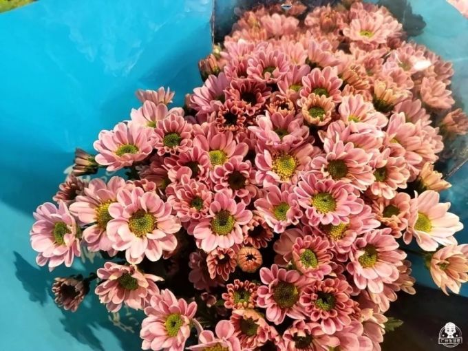 可用160.jpg 富贵竹8蚊/扎,百合10蚊/扎…广州这个花卉市场,买花只要白菜价!
