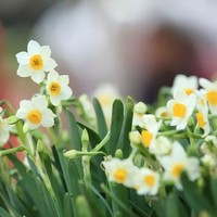 广州花市竟然卖生菜、芹菜和葱！各地新年买花，都有什么奇怪的习俗