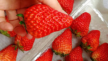 封门的日子里 篇四：丹东九九草莓-啥是特大果