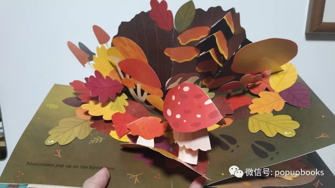 云看立体书 | Leaves An Autumn Pop-up Book