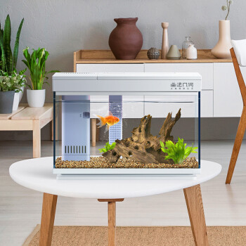 画法几何桌面鱼缸探索版，小白也能养出一缸漂亮的鱼儿