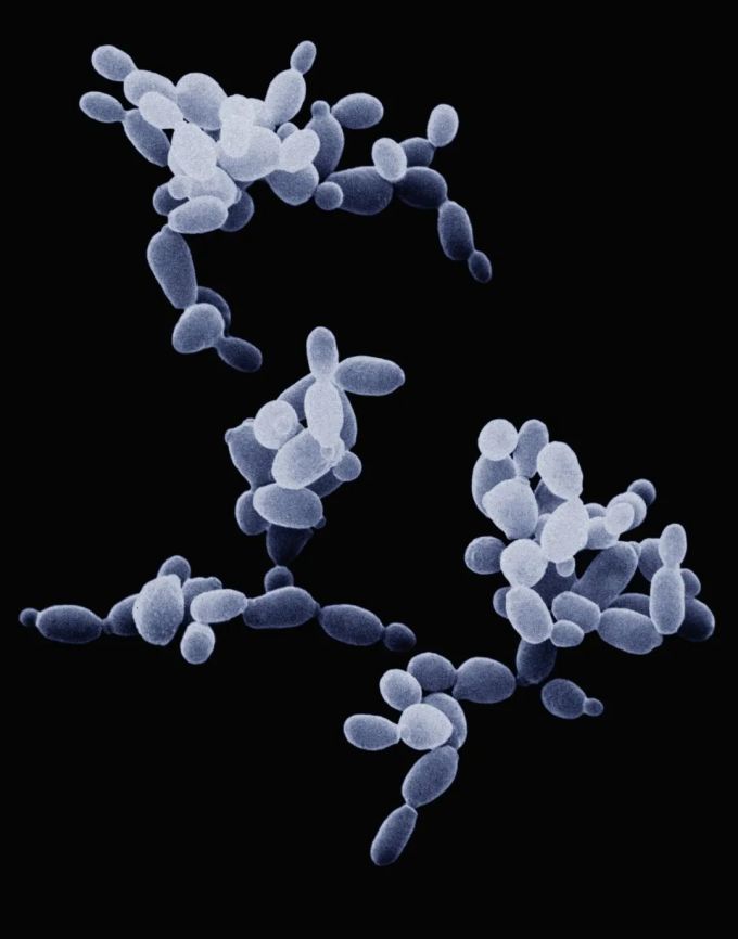 人类与微生物的战争:消毒