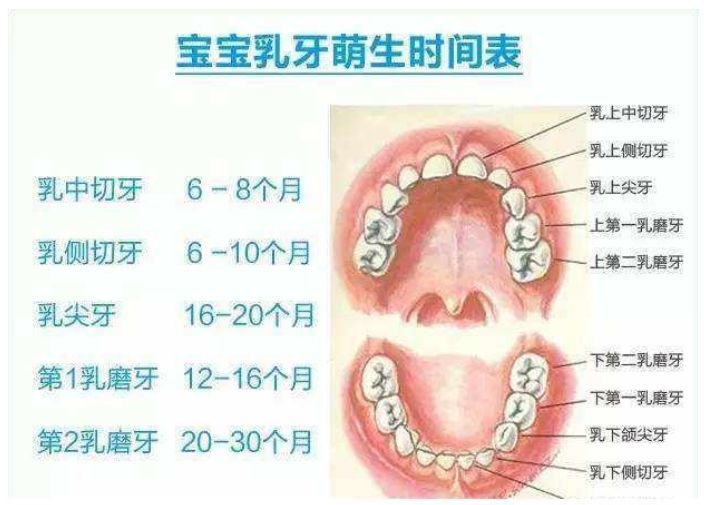 牙齿长的晚，是因为缺钙吗？