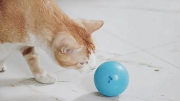 猫圈玄学，如何用个球吸干渣猫的精力？