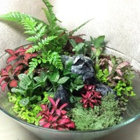 植物 篇一：我的苔藓缸
