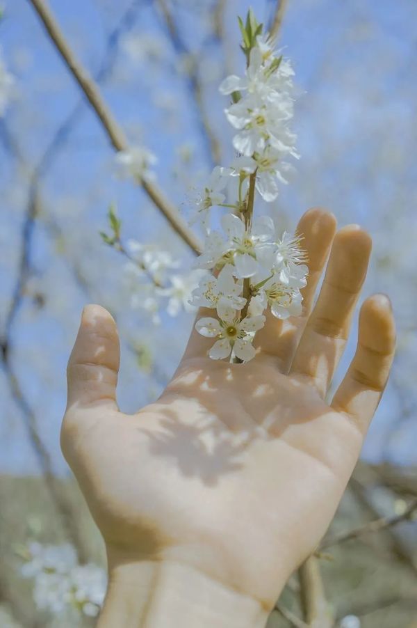 春 日 拍 花 硬 核 手 册!
