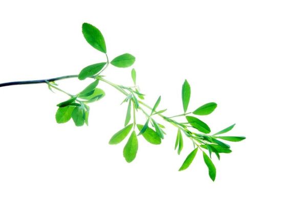 3 月必吃的 7 种蔬菜,补钙还通便,错过又要等一年