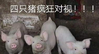 食客：从头到尾告诉你，如何正确的吃一头猪