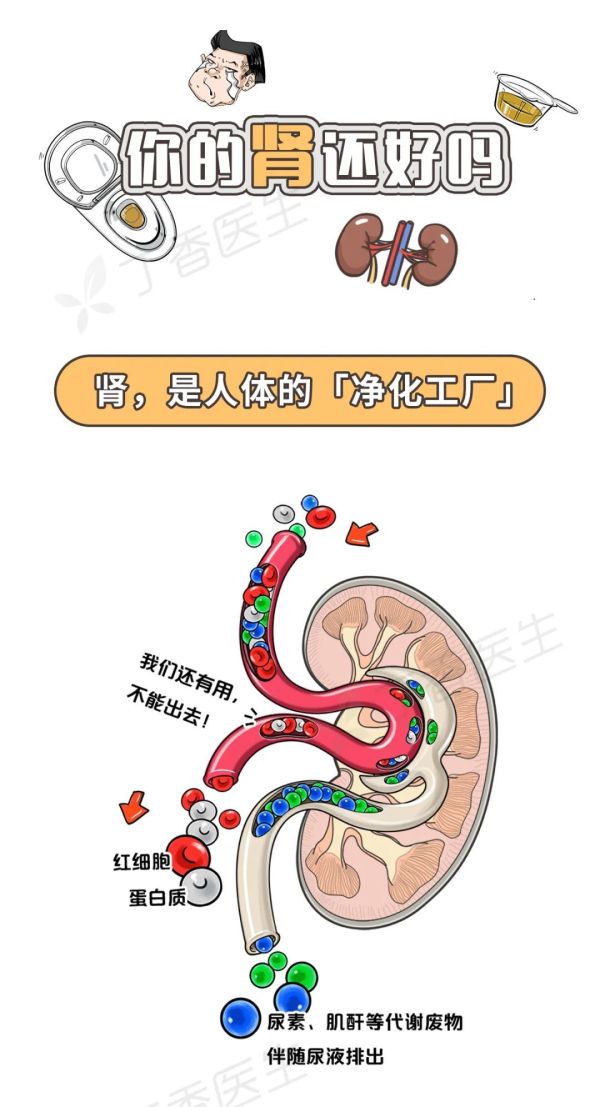 喝完水就想尿,是肾不好吗?一张图告诉你真正的危险信号
