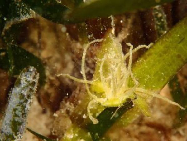 这些能在海里开花的神奇植物,你是不是也没见过?