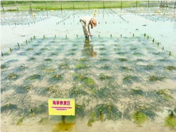 这些能在海里开花的神奇植物,你是不是也没见过?
