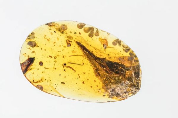 别吃,那是垃圾!致命“香气”诱使海龟吞下塑料丨一周科技