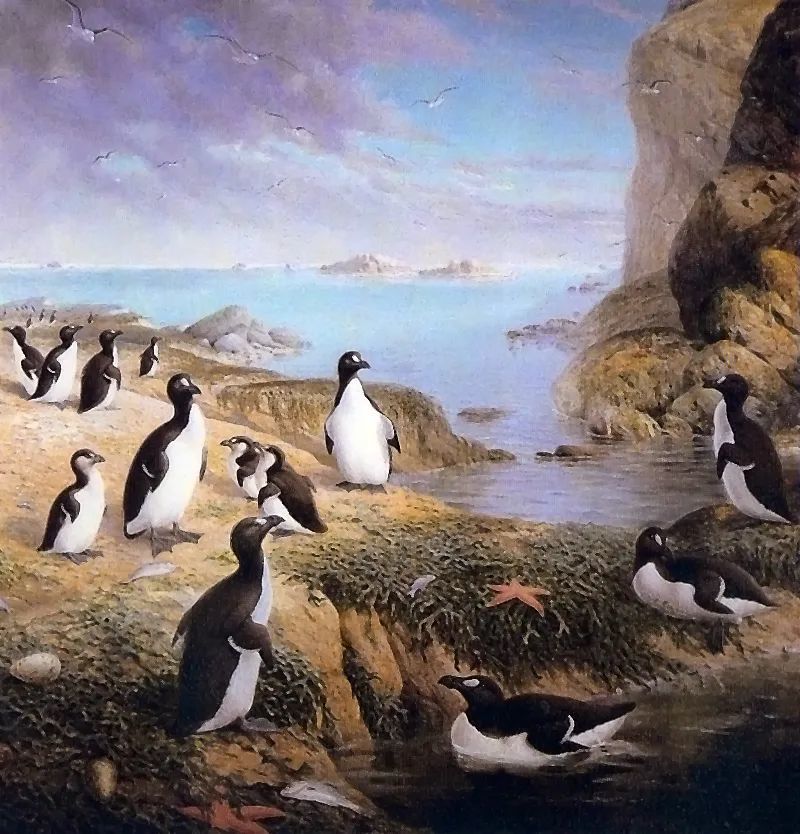 北极原本有“企鹅”，而人类用350年把它吃到灭绝