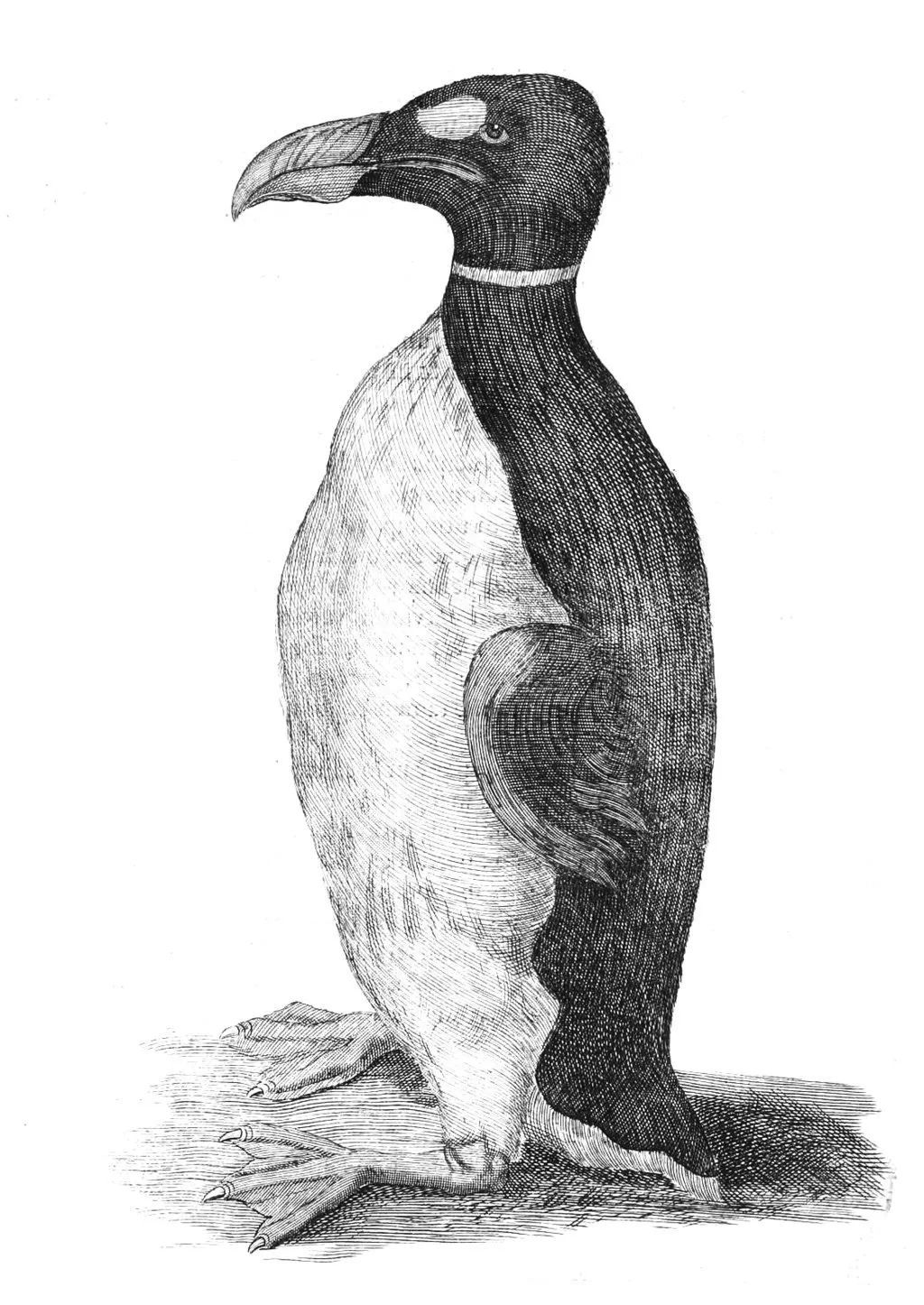 北极原本有“企鹅”，而人类用350年把它吃到灭绝