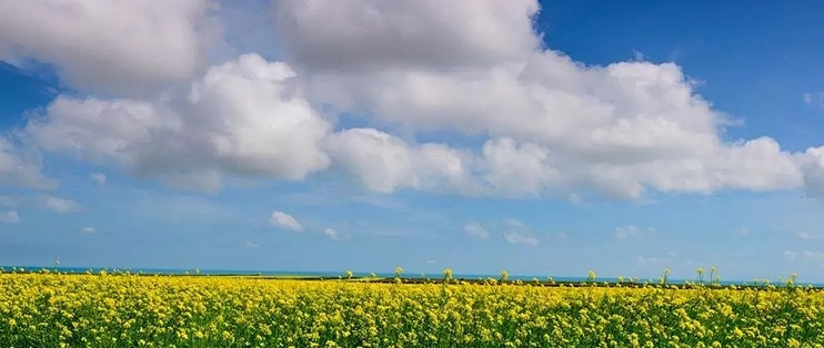 3月 你好篇一 3月你好 赏油菜花海 国内门票与活动 什么值得买