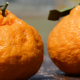 橘与柑---深刻反思三百字检讨丑橘与沃柑的区别