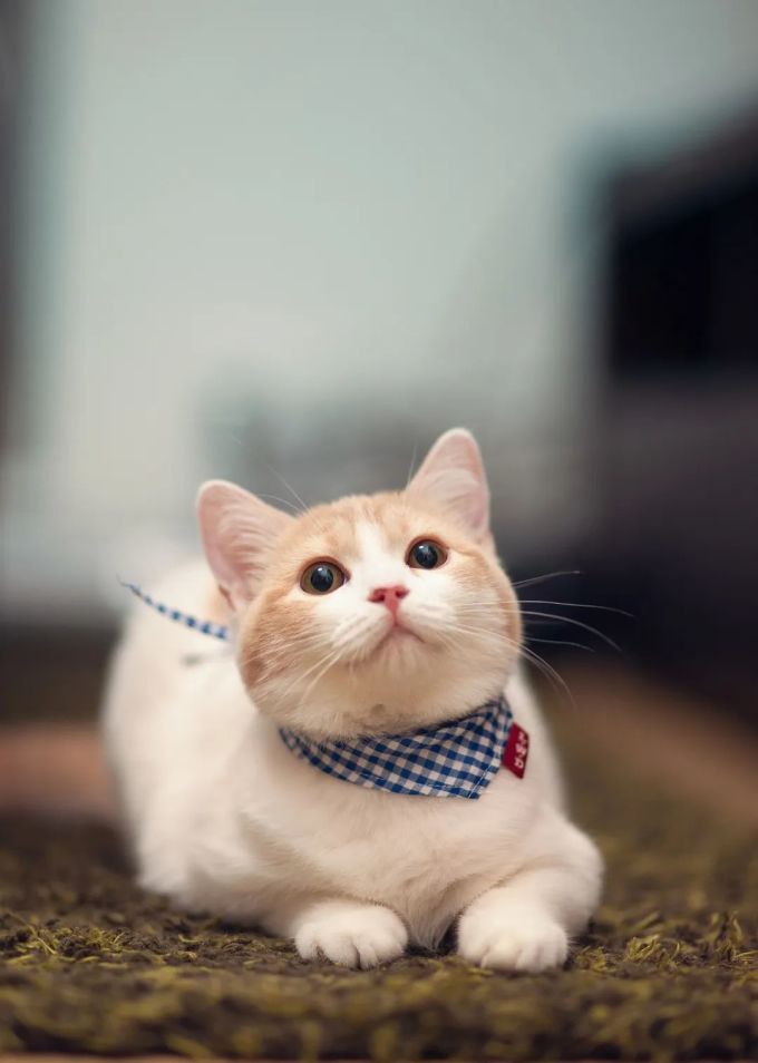 人类和猫相处的历史,比你想象中还要久!