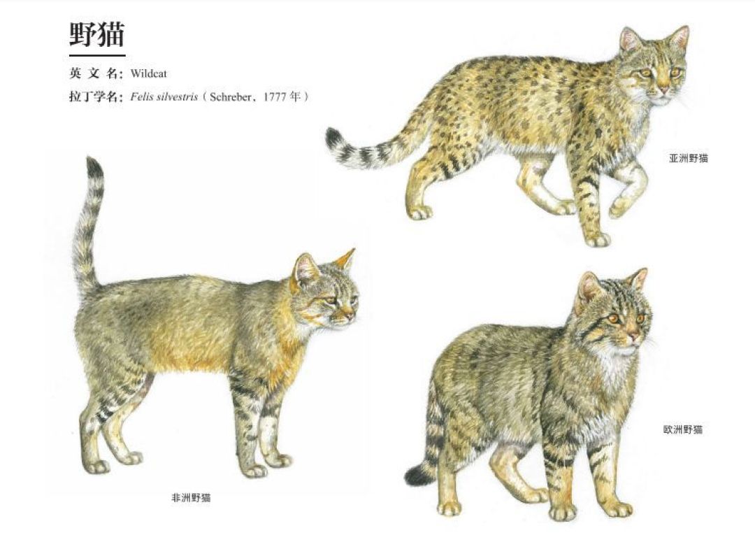 大约3000万年前,第一只真正的"猫"——始猫出现在欧洲的森林里.