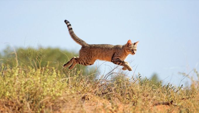 人类和猫相处的历史,比你想象中还要久!
