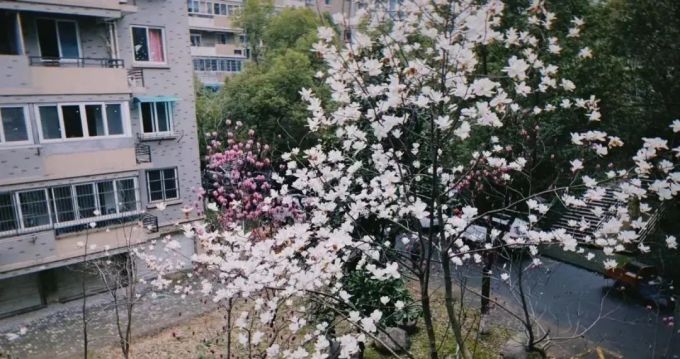 第一批隔离结束的人,用镜头记录下最令人心动春天
