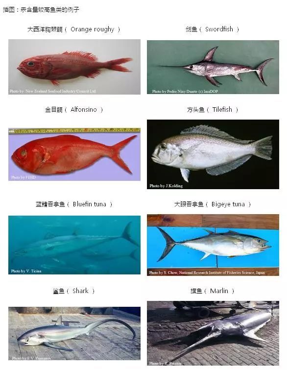 银鳕鱼和鳕鱼是一回事吗？哪些鱼高DHA又低汞，最适合宝宝吃？