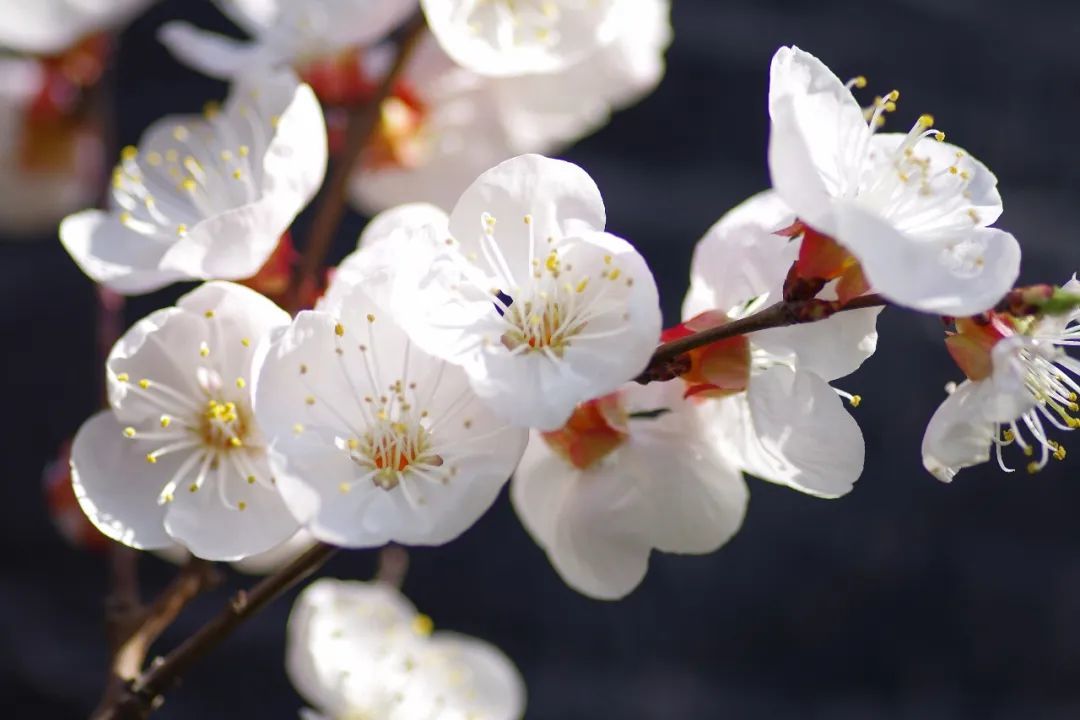 樱，樱，樱，樱花到底是什么花？