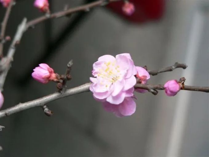 樱,樱,樱,樱花到底是什么花?