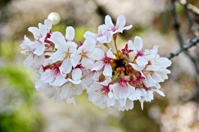 樱,樱,樱,樱花到底是什么花?