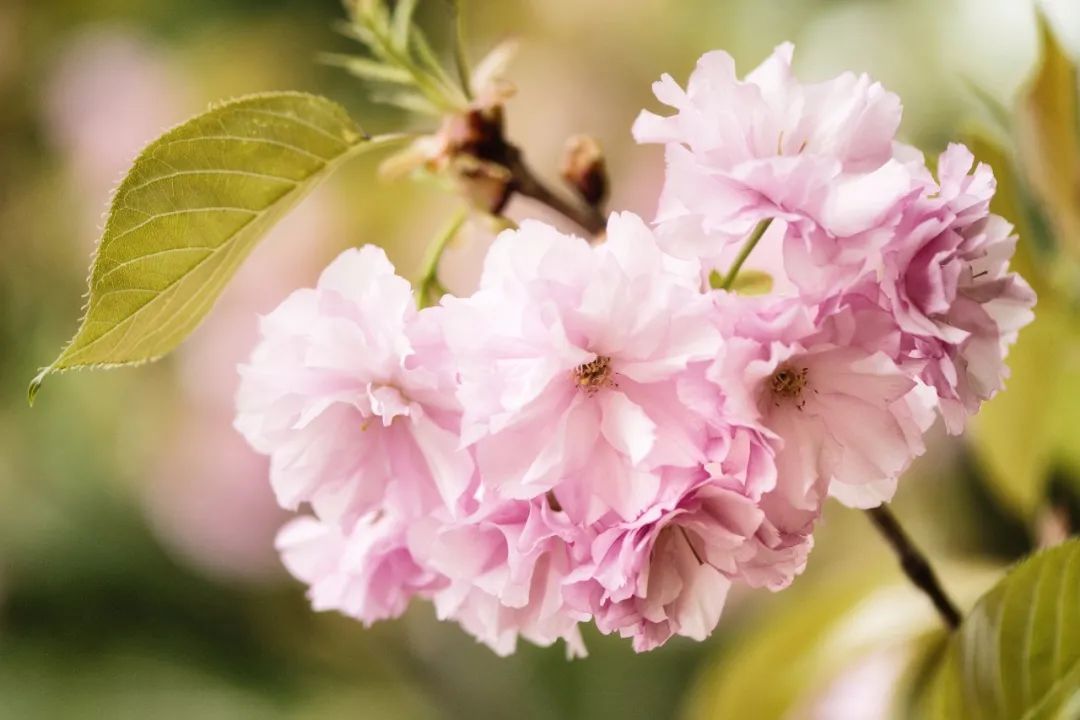 樱，樱，樱，樱花到底是什么花？