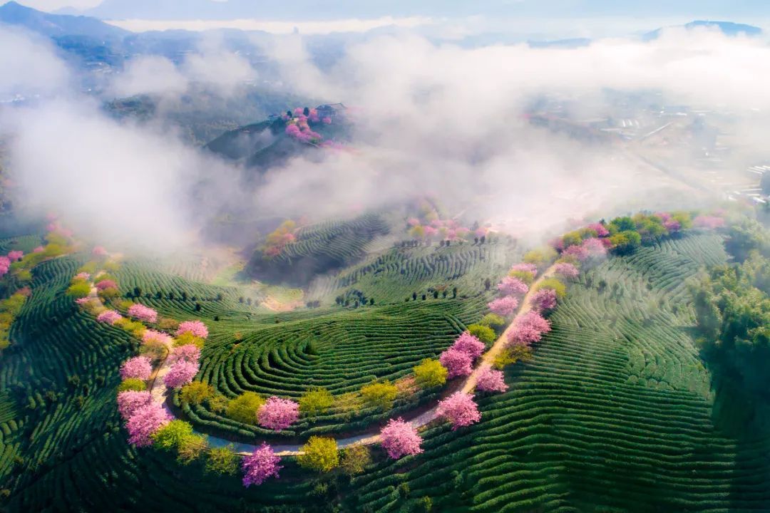 樱，樱，樱，樱花到底是什么花？