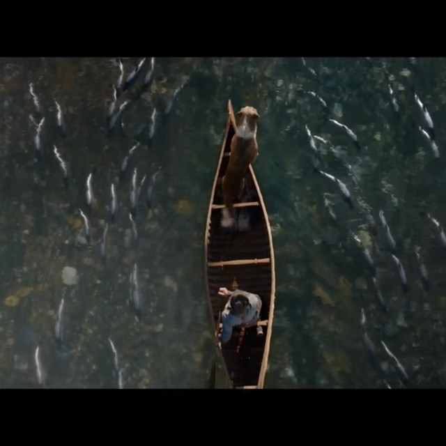 野性的呼唤…2020年动画版，推荐分数8.5