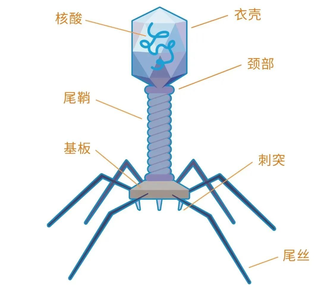 一种典型的噬菌体结构,瘦小的身体上长有一个"头,这便是它的蛋白