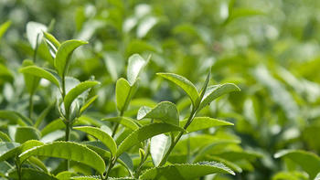 以茶会友 篇八：采摘春茶的季节到了，翻翻库存，把绿茶拿出来喝上一杯 