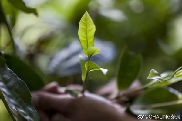 国风香水大合集,千年前的香味我都给你收来了!