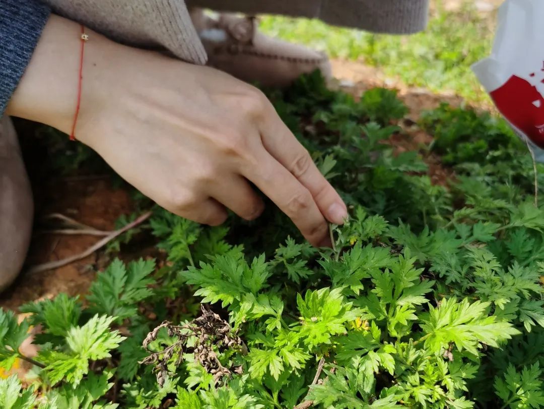 一年一季头把乡野菜，对不起这种“野”我戒不掉