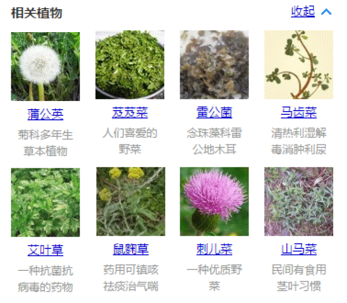 一年一季头把乡野菜,对不起这种“野”我戒不掉