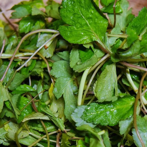 一年一季头把乡野菜，对不起这种“野”我戒不掉