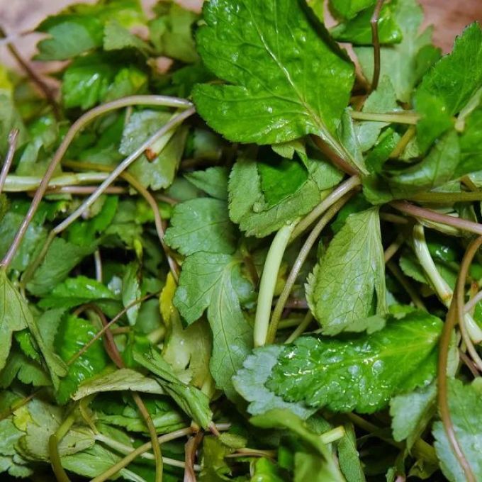 一年一季头把乡野菜,对不起这种“野”我戒不掉