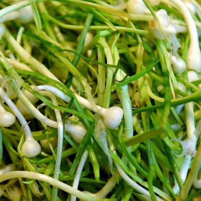 一年一季头把乡野菜,对不起这种“野”我戒不掉
