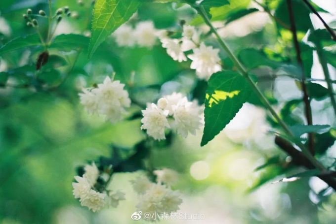 假 如 摄 影 师 不 拍 人 像 ...