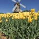 顺义鲜花港4月中旬至5月份的郁金香文化节，摄影爱好者的福音